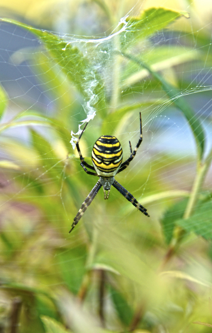 Wespenspinne, Zebraspinne, Tigerspinne, Seidenbandspinne