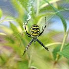 Wespenspinne, Zebraspinne, Tigerspinne, Seidenbandspinne