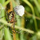 Wespenspinne_2 hat einen Weißling erbeutet