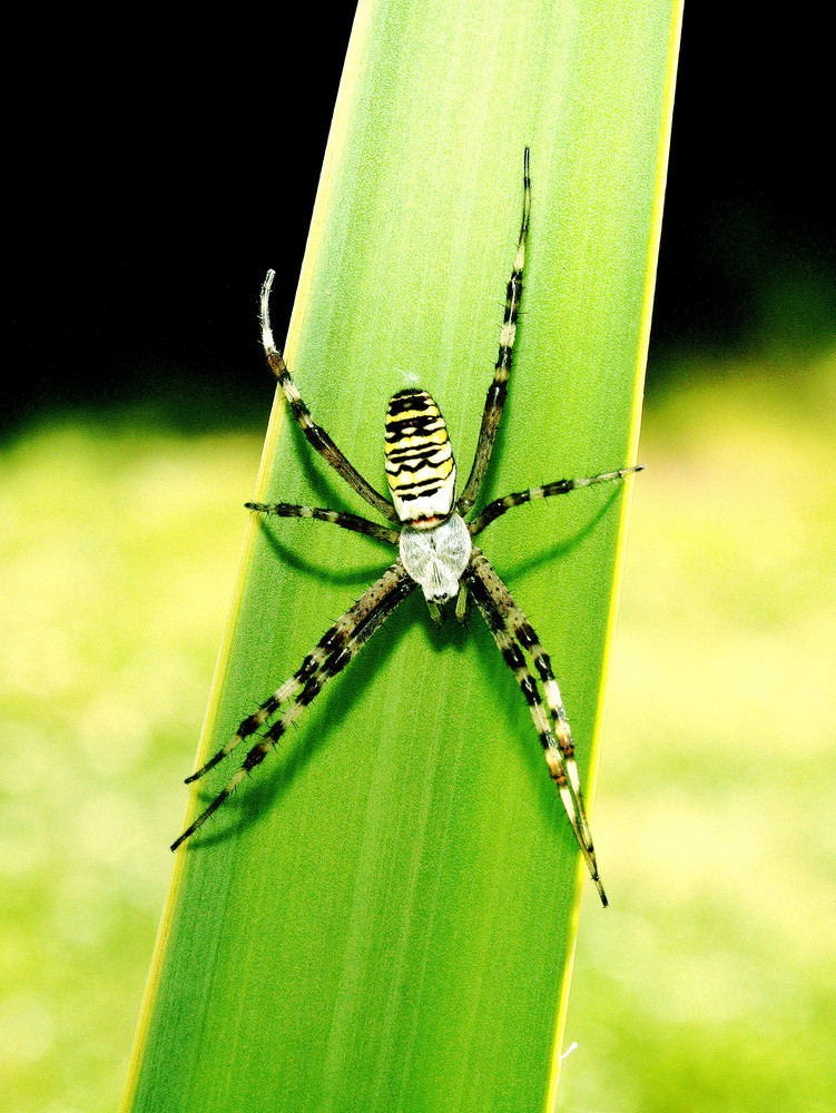 Wespenspinne(Argiope bruennichi)