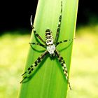 Wespenspinne(Argiope bruennichi)