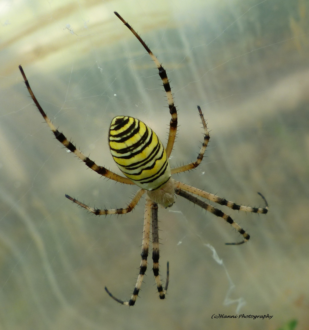 Wespenspinne,auch Zebraspinne genannt