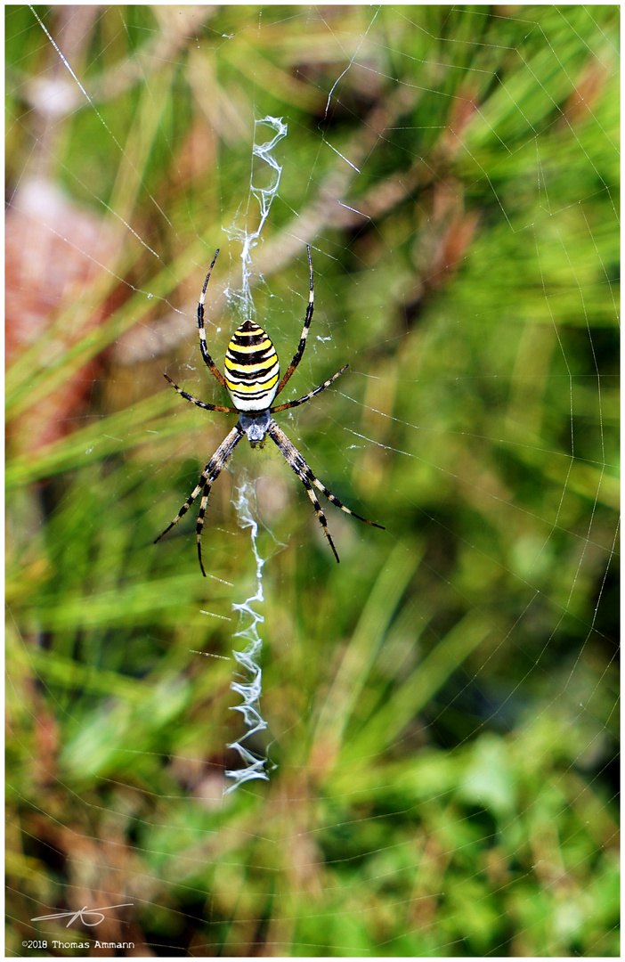 WespenspinneKamenjak#3_180920