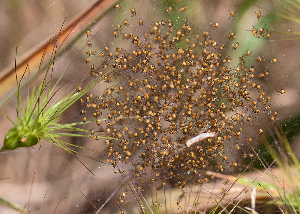 Wespenspinnen Babies Foto Bild Fauna Bilder Auf Fotocommunity
