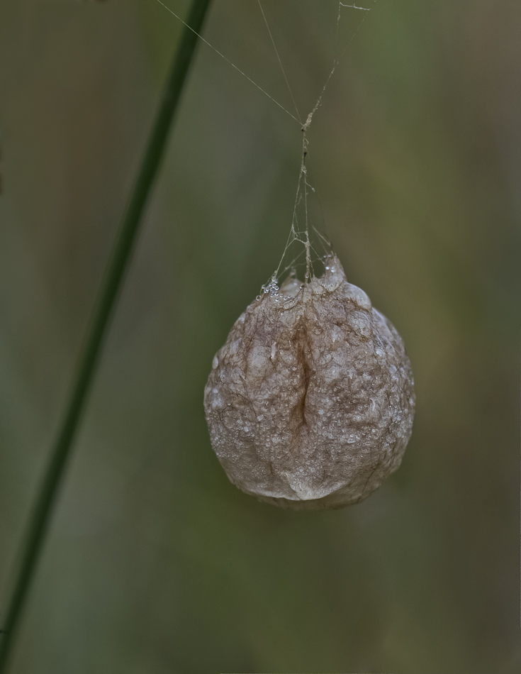 Wespenspinnen-Lampion