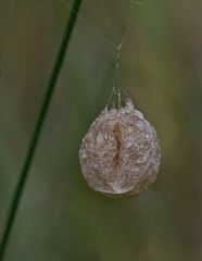 Wespenspinnen-Lampion