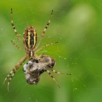 Wespenspinnen – Lauern – Erfolg