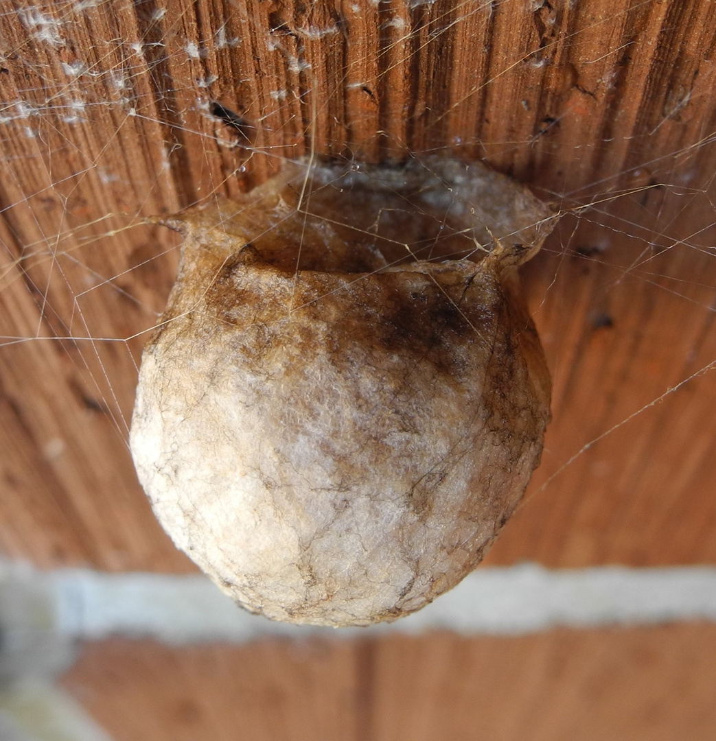 Wespenspinnen-Nest