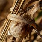 Wespenspinnennest (Argiope bruennichi)