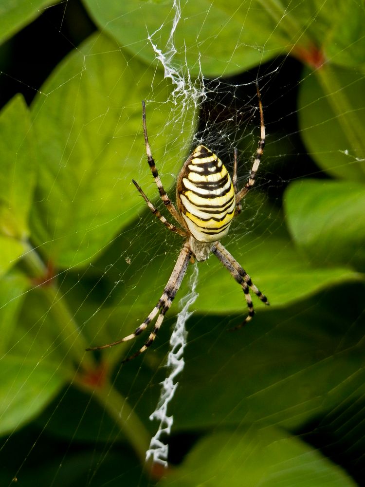 Wespenspinne/Zebraspinne