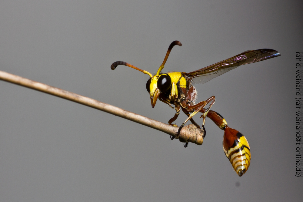 Wespentaille Foto & Bild tiere, wildlife, insekten macros Bilder auf