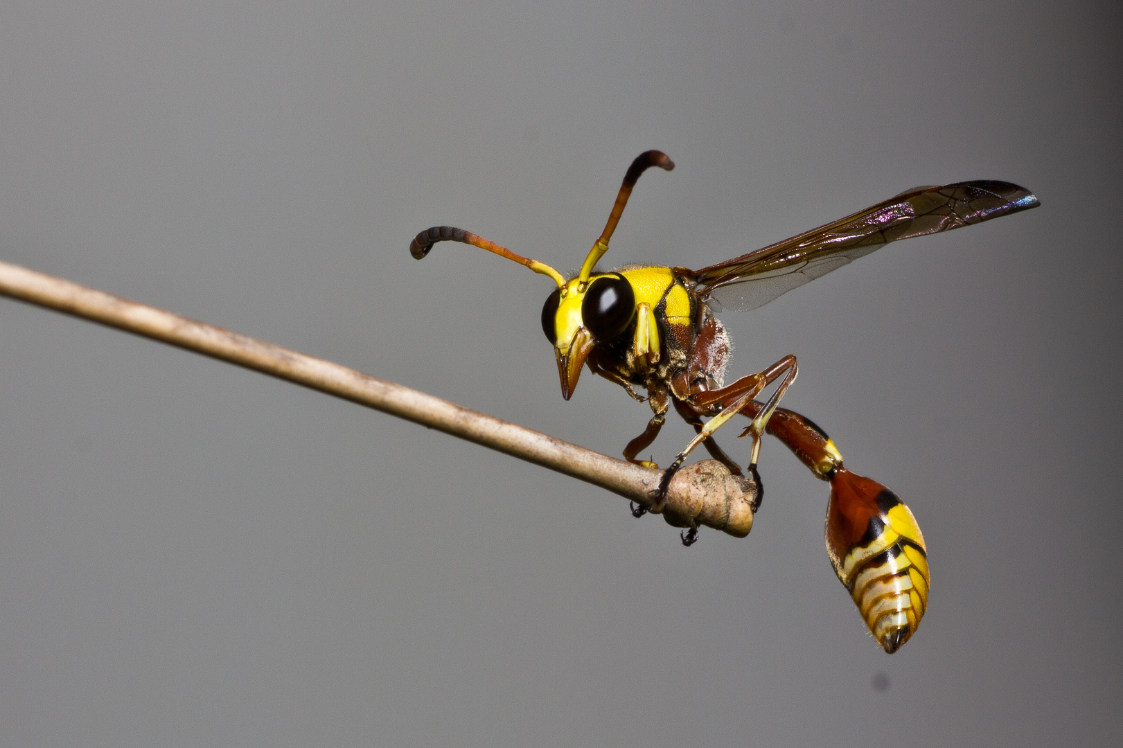 Wespentaille Foto & Bild tiere, wildlife, insekten Bilder auf