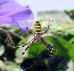 Wespen(Zebra)spinne