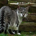 Wessen Garten ist das denn nun eigentlich hier du Piefke?