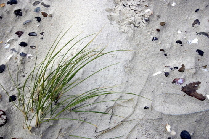 West Coast of Jutland, Denmark