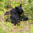 West Coast Trail - treuer Begleiter