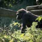 west. Flachland Gorilla