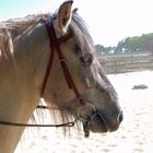 West Highland Pony