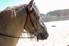 West Highland Pony