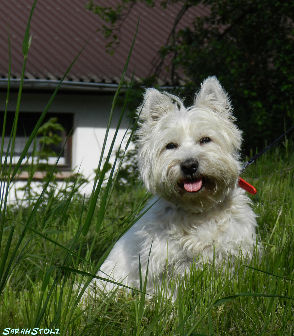 West Highland Terrier