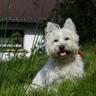 West Highland Terrier