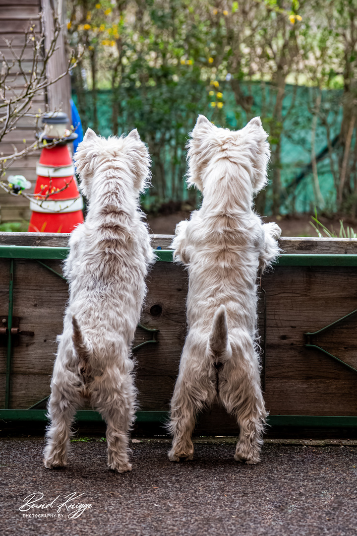 West Highland Terrier