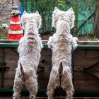 West Highland Terrier