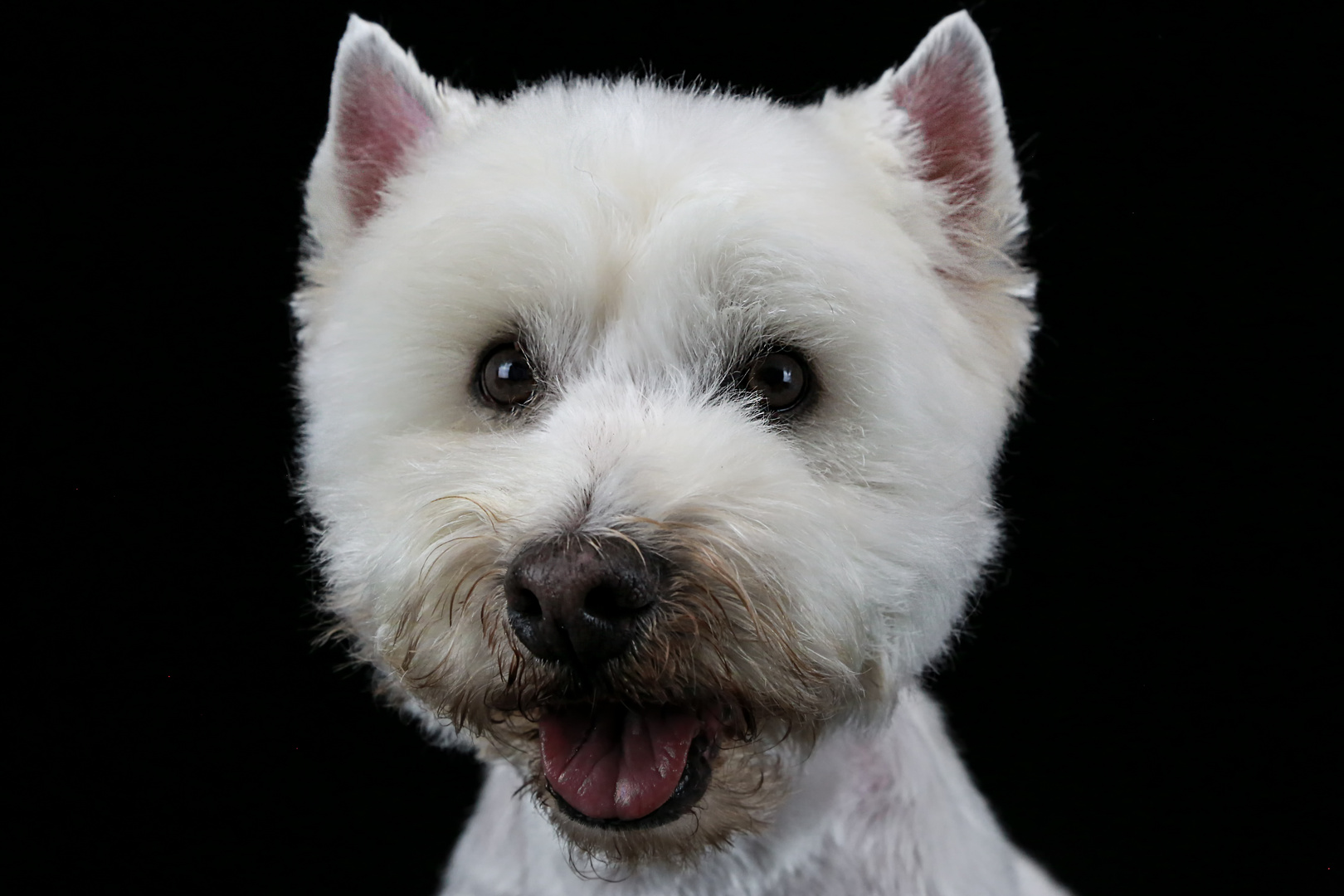 West Highland Terrier