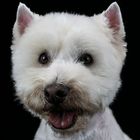 West Highland Terrier