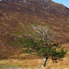 West Highland Way im Mai 2015