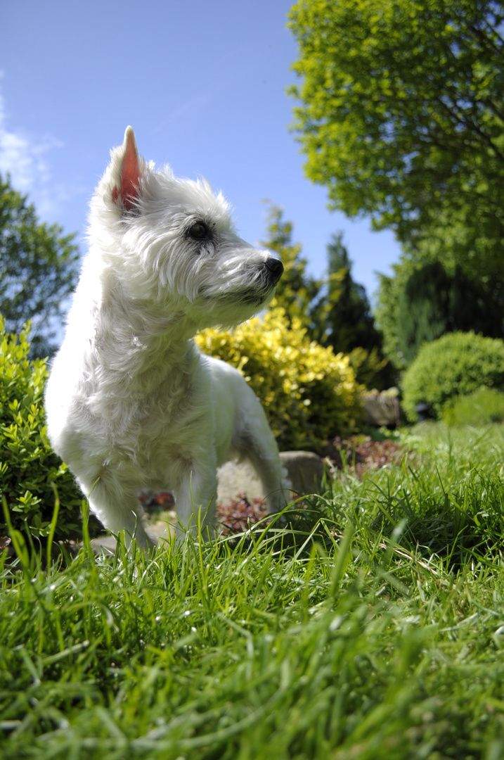 West Highland White Terrier