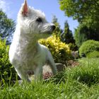 West Highland White Terrier