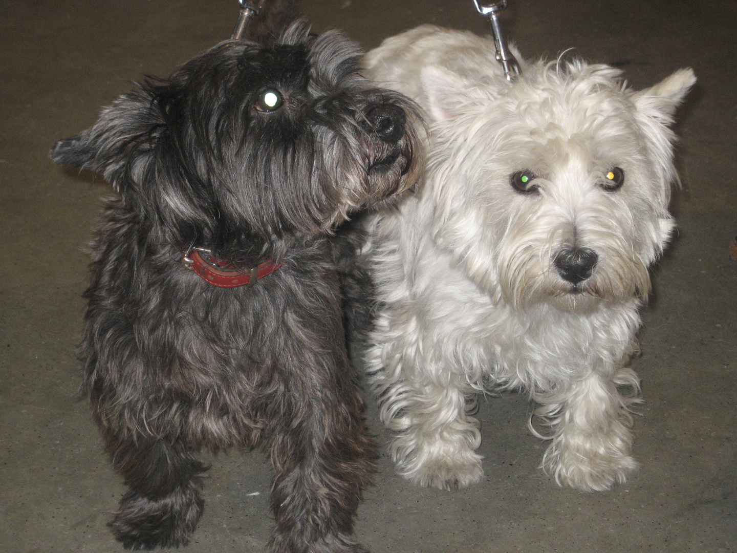 West Highland White Terrier