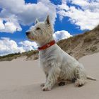 West Highland White Terrier am Strand