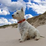 West Highland White Terrier am Strand