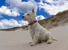 West Highland White Terrier am Strand