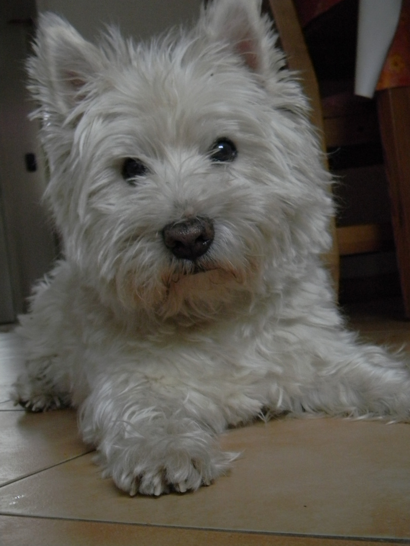 West Highland White Terrier