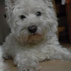 West Highland White Terrier