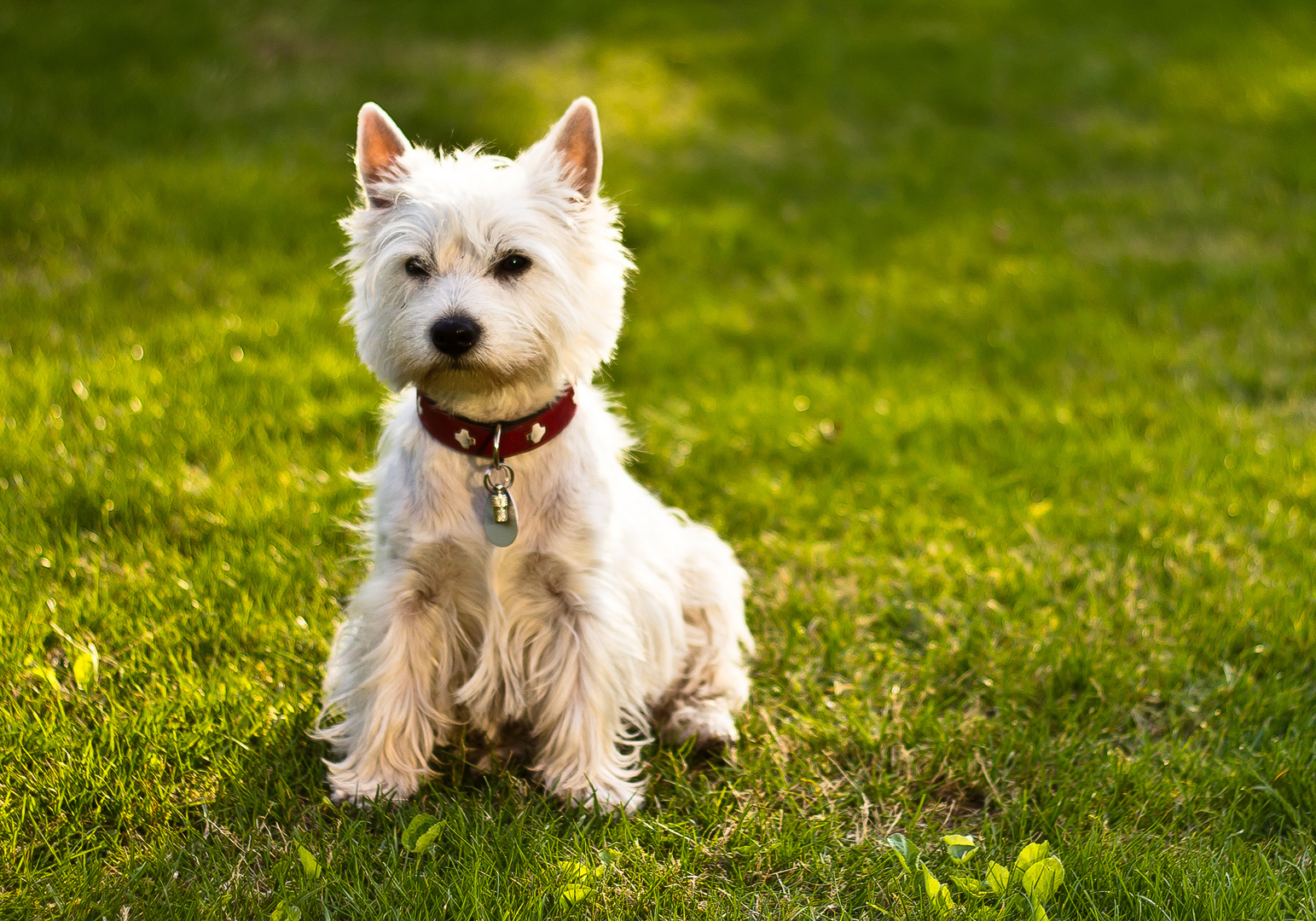 West Highland White Terrier