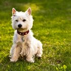 West Highland White Terrier