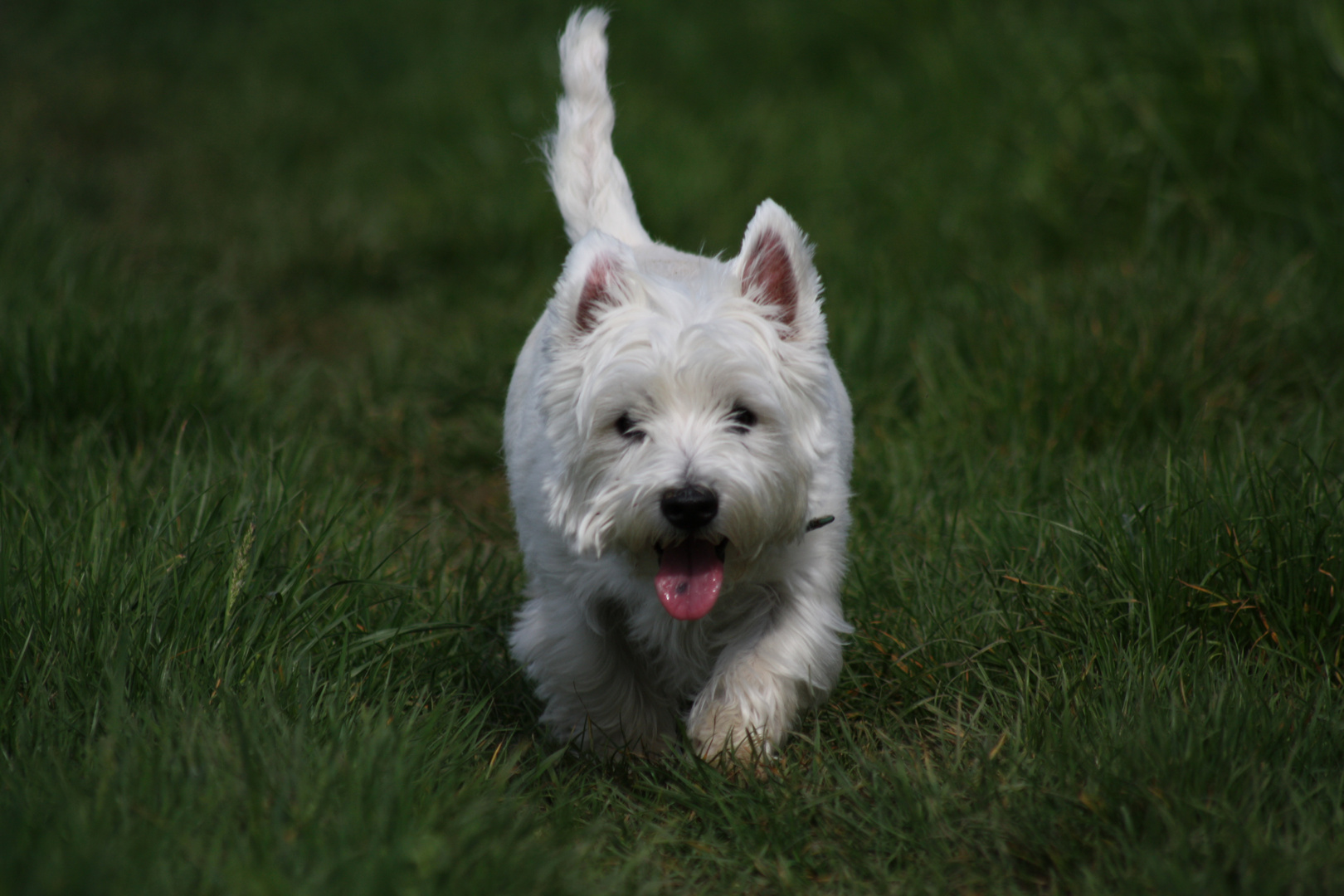- West Highland White Terrier -