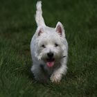 - West Highland White Terrier -