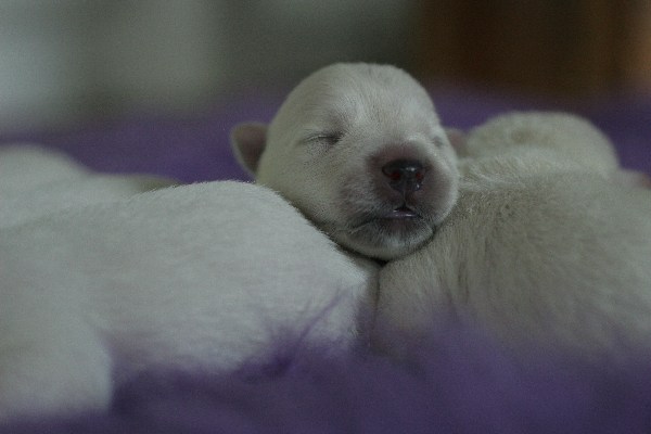 West Highland White Terrier - Welpe mit 5 Tagen