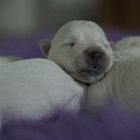 West Highland White Terrier - Welpe mit 5 Tagen