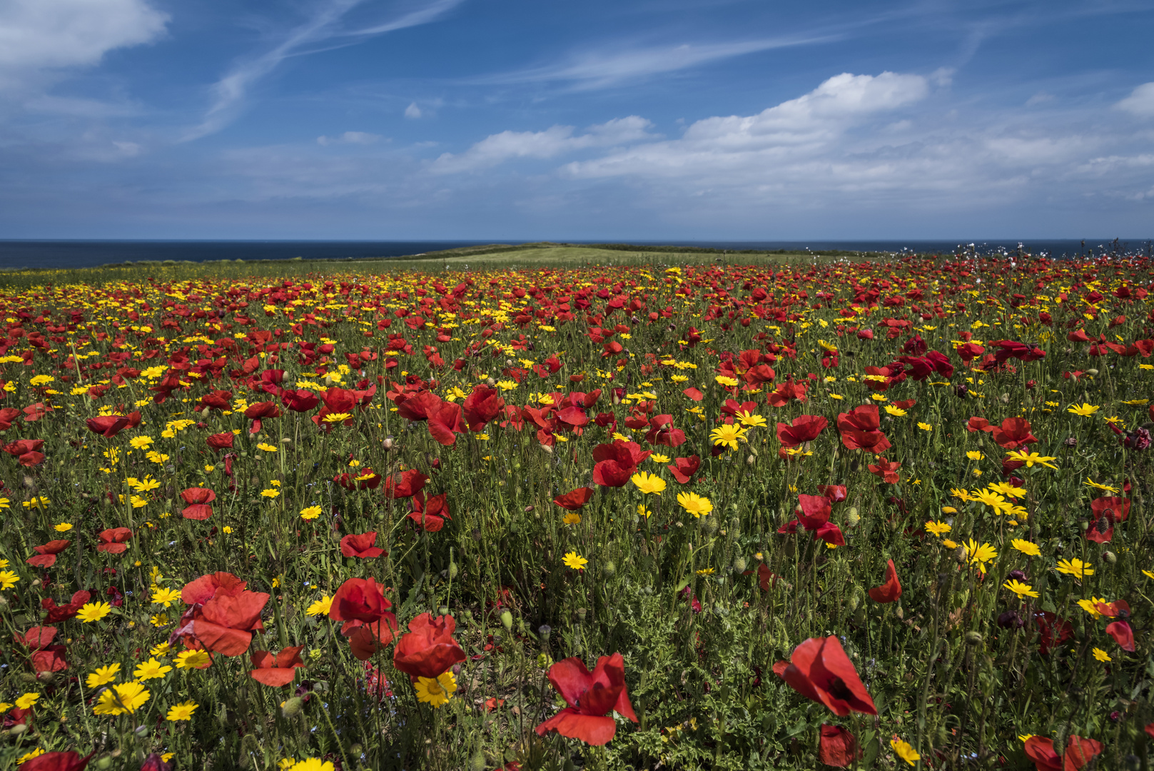 *West Pentire Summer*