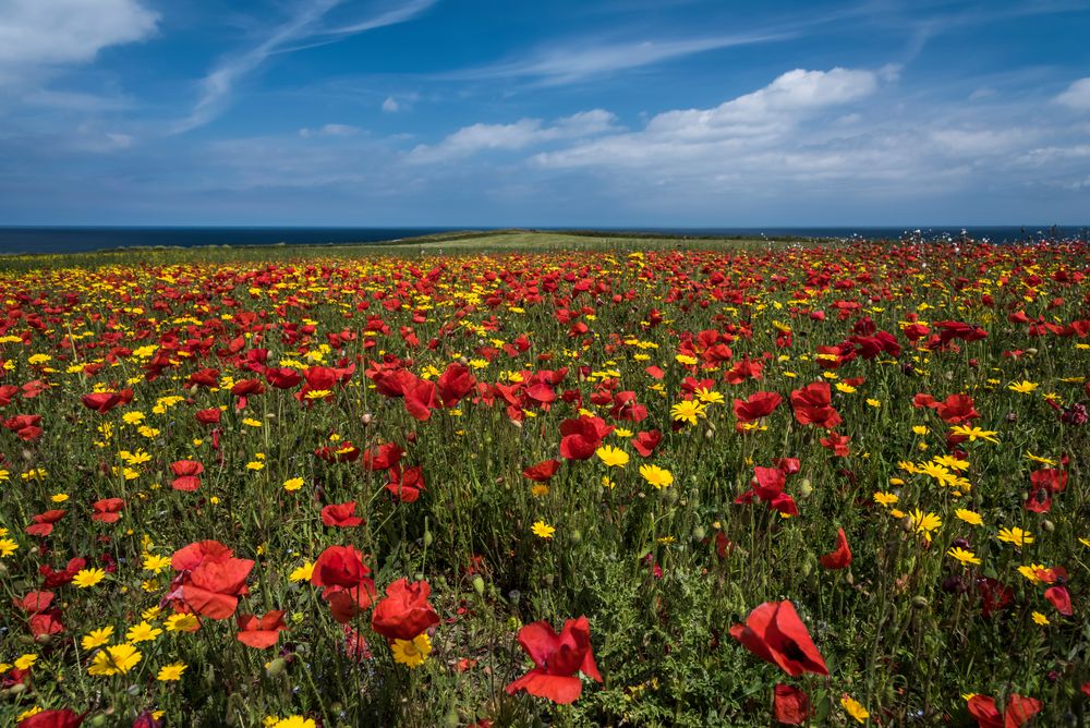 *West Pentire Summer*