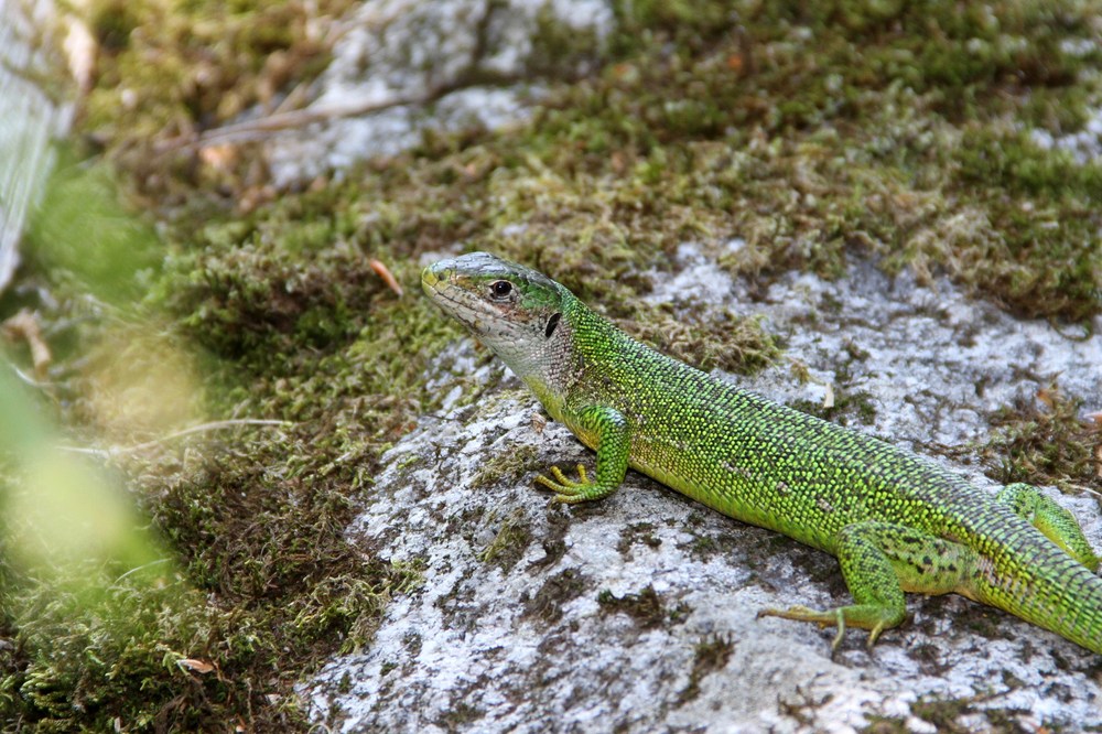 West. Smaragdeidechse-Lacerta bilineata