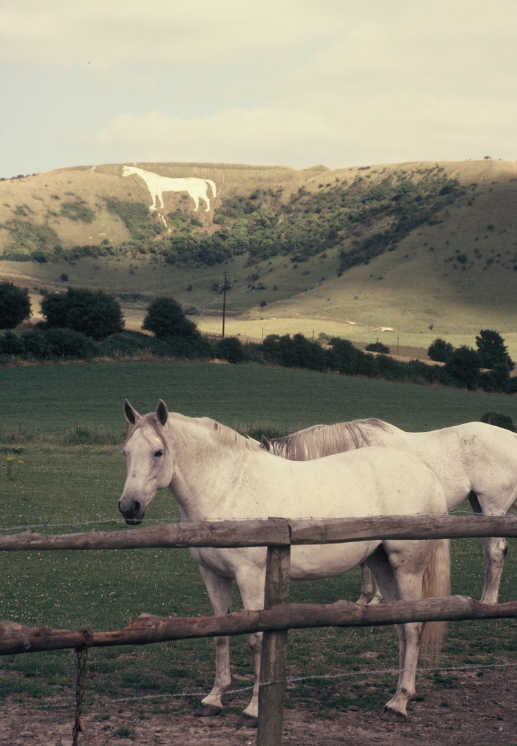 Westbury White Horse