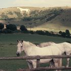 Westbury White Horse