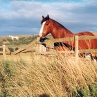 Westbury White Horse, Wiltshire  |  August 1999